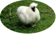 White_chicken